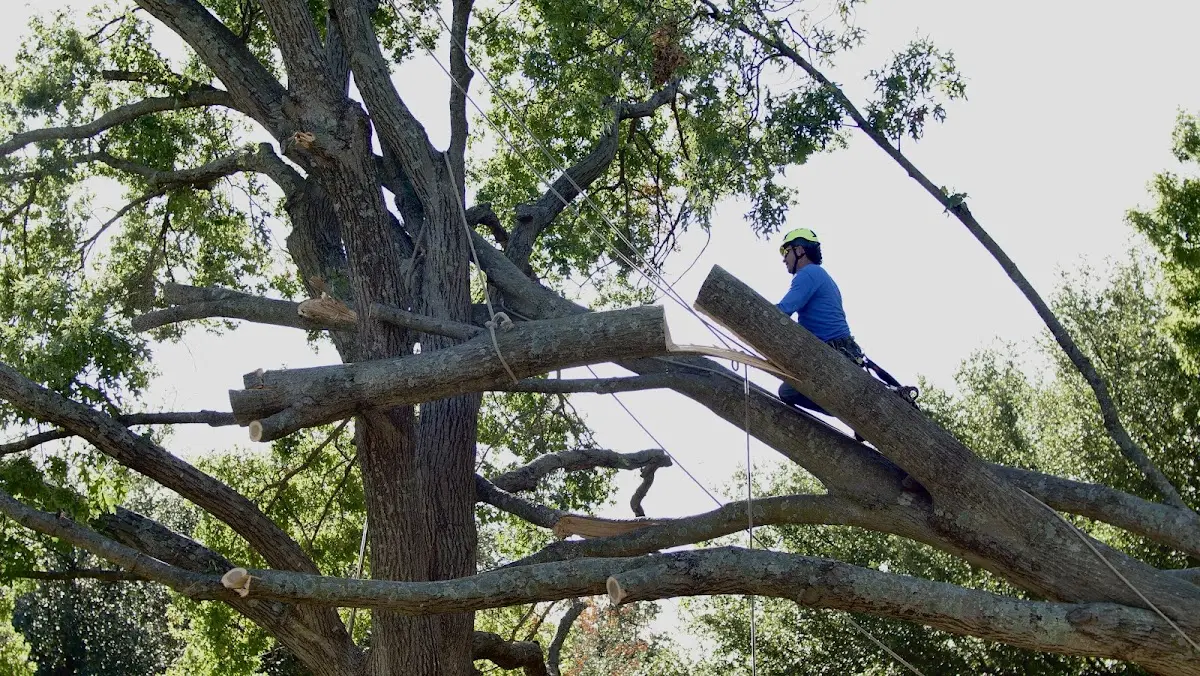 Professional Hazardous Tree Removal performed by certified arborists in Vanderbilt
